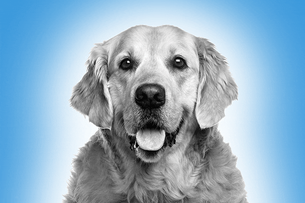 clinical-trial-liquid-fiducial-for-dogs-petcure-oncology