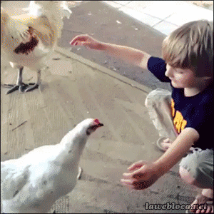 boy-with-chicken.gif