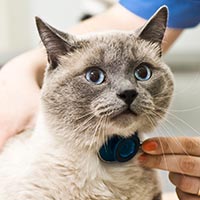 cat being examined by vet