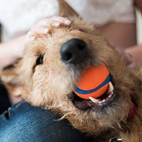 happy dog lying down with ball in mouth