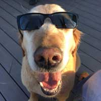 happy dog wearing sunglasses