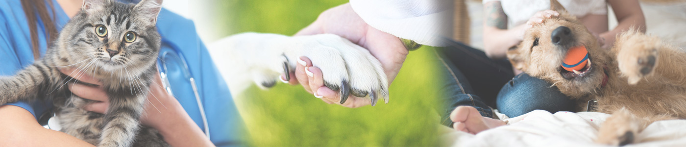 photo collage of cat being held, dog paw in hand and dog with ball in mouth being pet