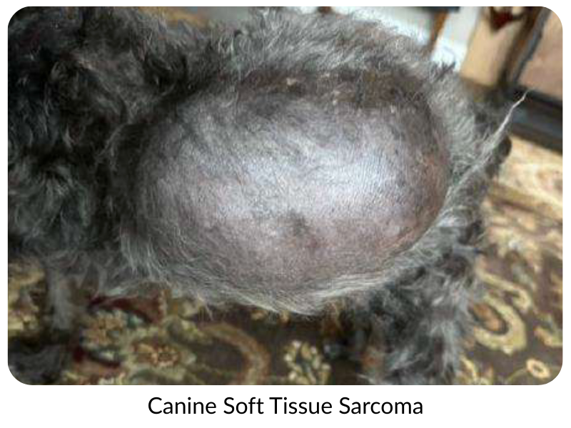 large soft tissue sarcoma on a dog