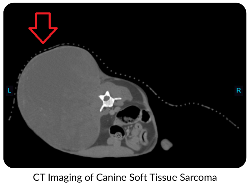 CT image of large soft tissue sarcoma on a dog