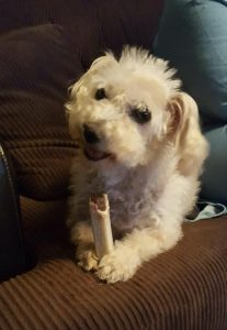 Roy a meningioma surviving dog enjoys life after treatment