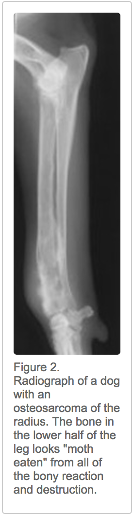 how long does a dog with osteosarcoma live