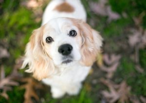 Cocker Spaniels are one type of dog breed that is more susceptible to CAA, Acanthomatous Ameloblastoma