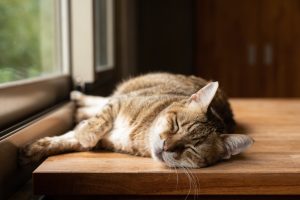 lazy cat sleeping on the wooden desk