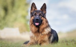 German Shepherds are a large breed dog that is prone to hemangiopericytoma