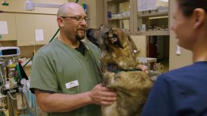 Learn About SRS/SRT Treatment for Pet Cancer | PetCure Oncology