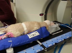 Baci receiving stereotactic radiosurgery treatment for a brain tumor.