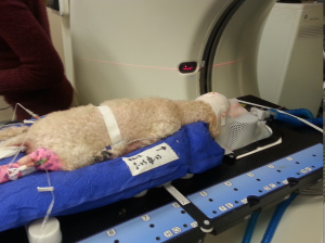 Baci receiving stereotactic radiosurgery treatment for a brain tumor.