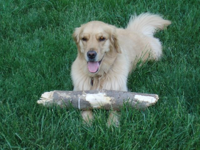 dog with a log after surviving pet cancer