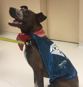 Bindi is a Pet Hero and a mast cell tumor survivor