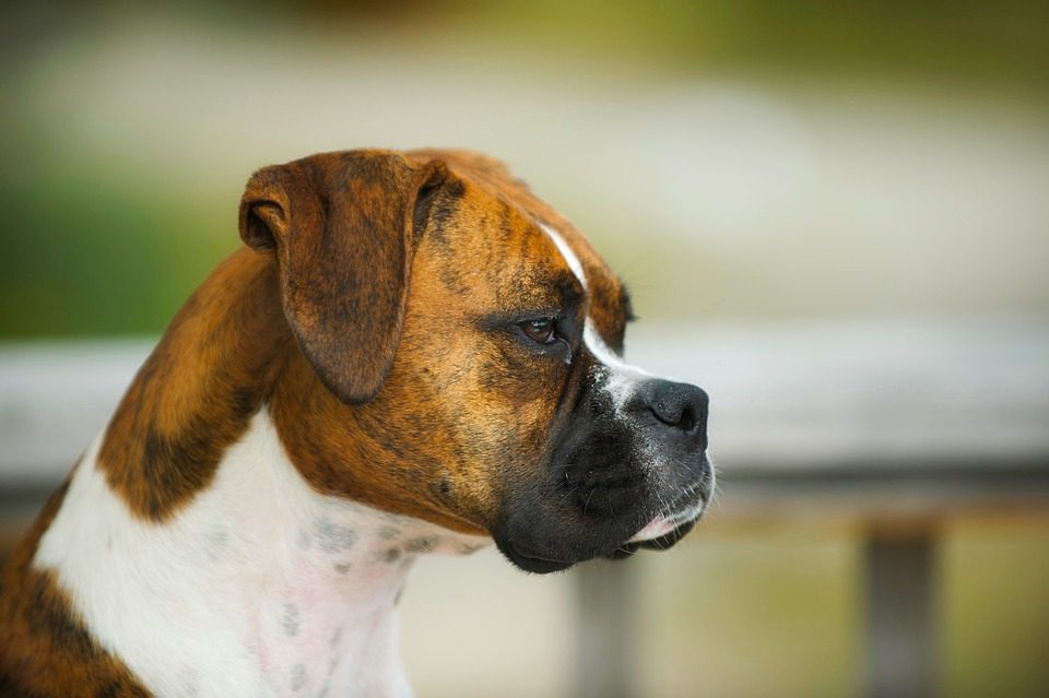 How long do dogs live with thyroid cancer