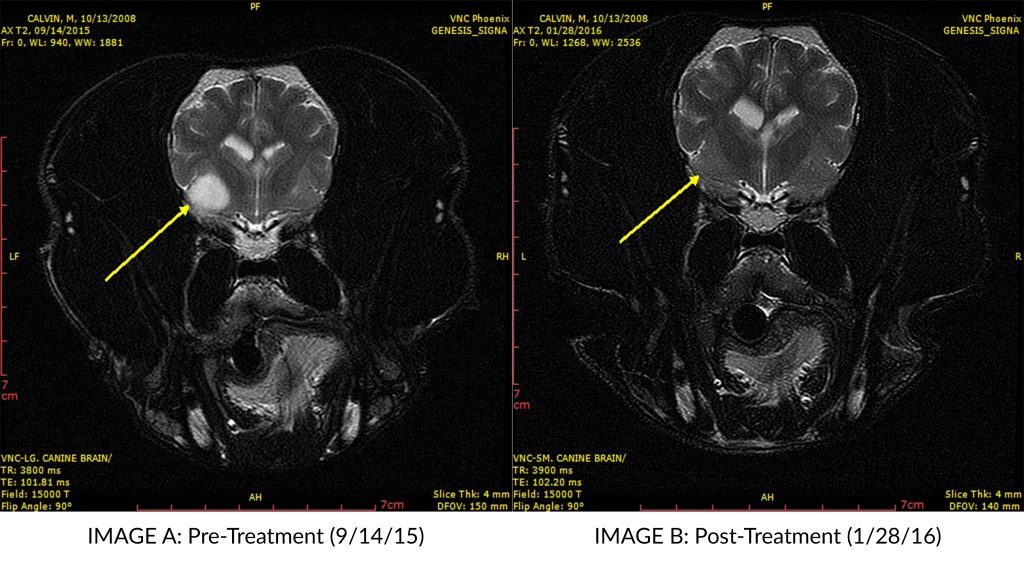 French Bulldog's brain tumor scan after stereotactic radiosurgery treatment