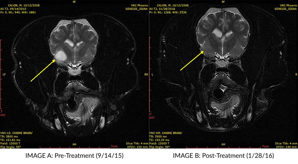 how do you treat brain cancer in dogs