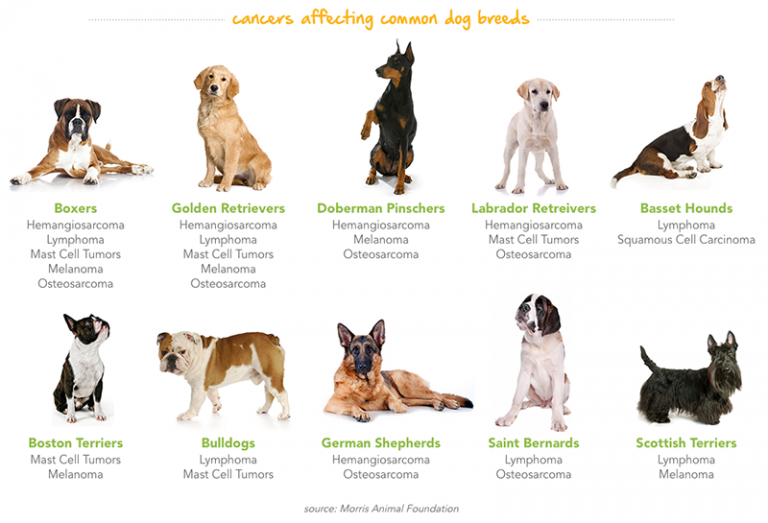 7 Common Pet Cancer Myths Debunked PetCure Oncology