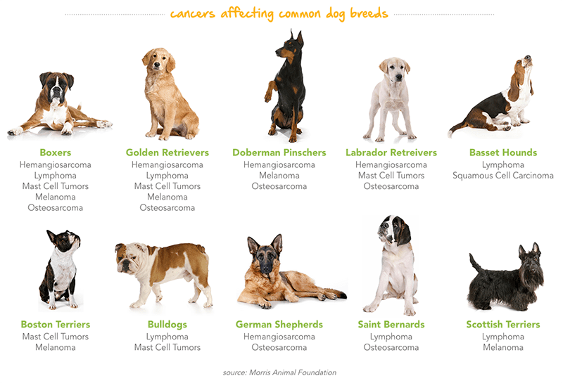 how do dog breeds develop