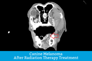 Detailed CT Scan of dog with canine melanoma after radiation therapy treatment