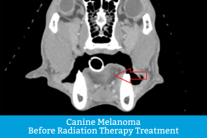 Detailed CT Scan of dog with canine melanoma before radiation therapy treatment