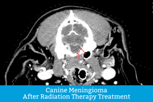 Detailed CT Scan of dog with canine meningioma after radiation therapy treatment