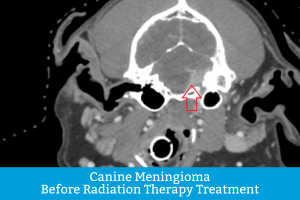 Detailed CT Scan of dog with canine meningioma before radiation therapy treatment