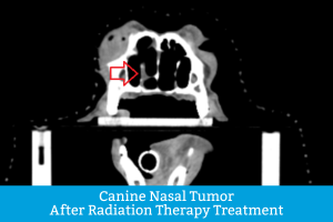 Canine Nasal Tumors in dogs post radiation therapy