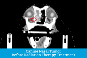 Canine Nasal Tumors in dogs pre radiation therapy