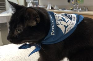 Cat treated for cancer by PetCure Oncology