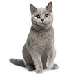 Gray kitten facing forwarding sitting with one paw held slightly upward