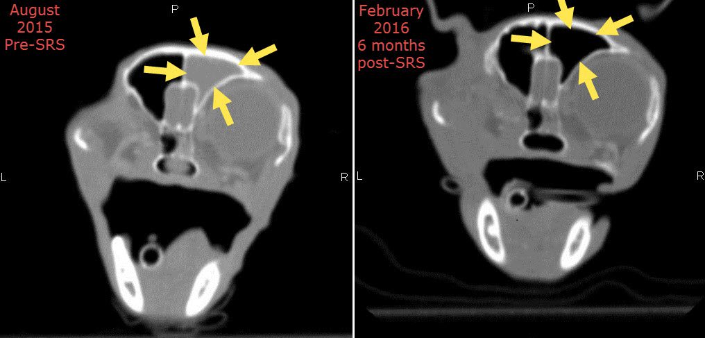 PetCure Oncology Cera CT Scan