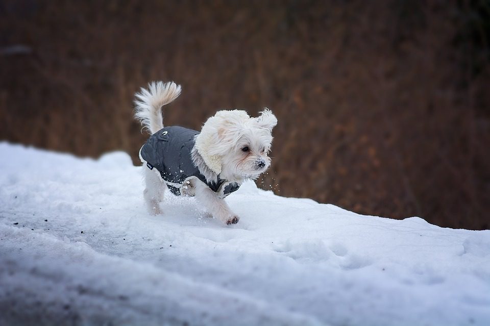 do dogs feel cold in the winter