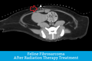 Detailed CT Scan of cat with feline fibrosarcoma after radiation therapy treatment to demonstrate how effective the treatment is on shrinking tumor size