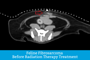 Detailed CT Scan of cat with feline fibrosarcoma before radiation therapy treatment