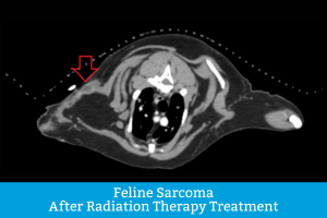 Detailed CT Scan of cat with feline injection site sarcoma after radiation therapy treatment; difference in tumor size is visible