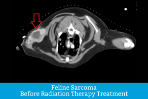 Detailed CT Scan of cat with feline injection site sarcoma before radiation therapy treatment