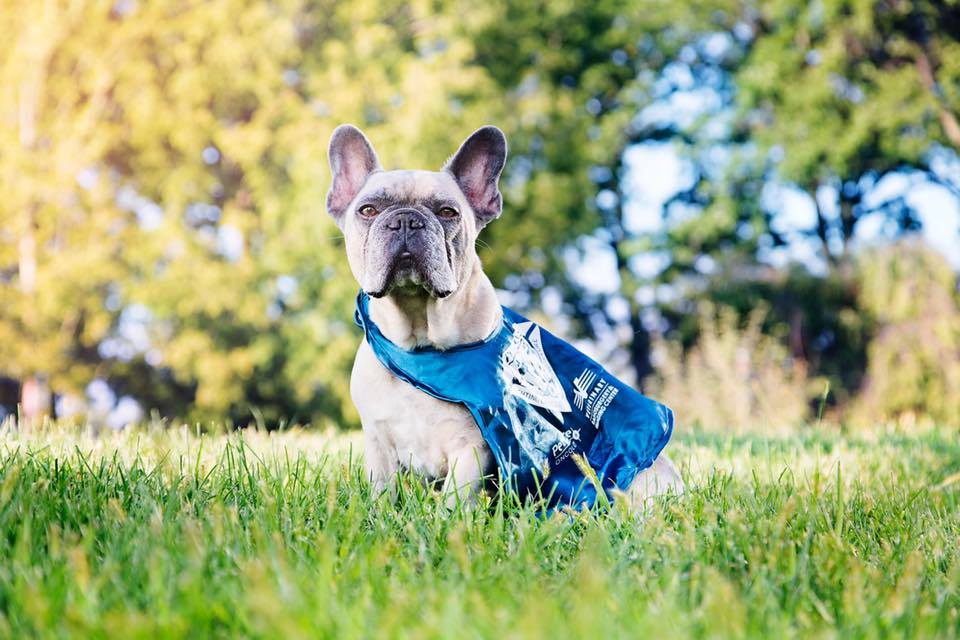 French Bulldog treated for cancer at PetCure Oncology
