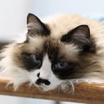 Himalayan cats are at increased risk of developing basal cell tumors