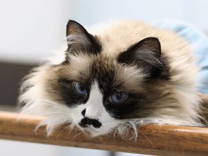 Himalayan cats are at increased risk of developing basal cell tumors