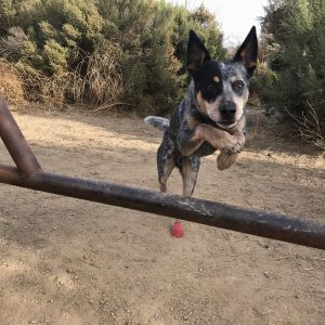 Mico jumps for joy after cancer treatment with PetCure Oncology