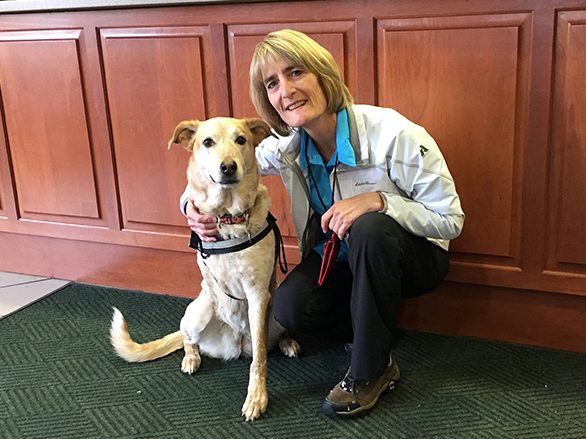 Pet Hero Mandie at the veterinary hospital in ArizonaTherapy Dog Mandie at Flagstaff Medical Center