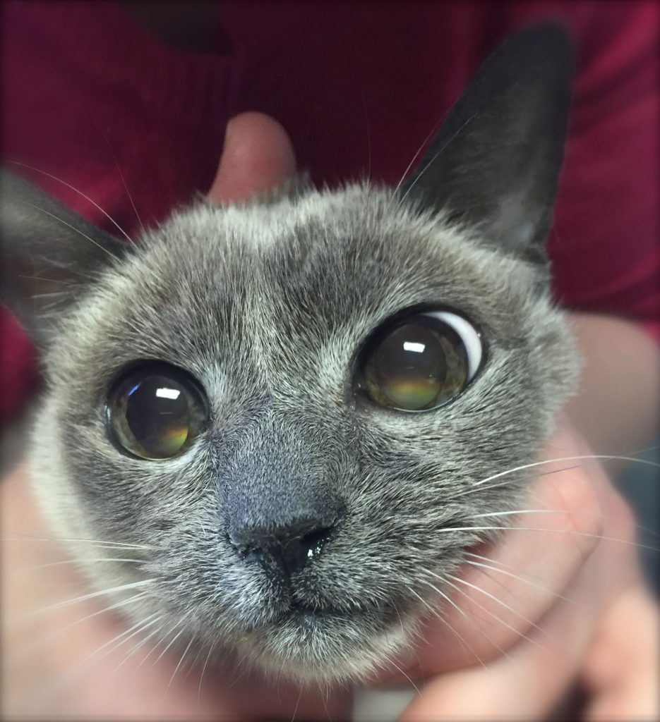 Pet Hero Lilly a Siamese Blue Point Cat PetCure Oncology