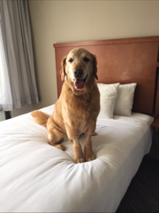 PetCure Oncology Cincinnati cancer patient at hotel