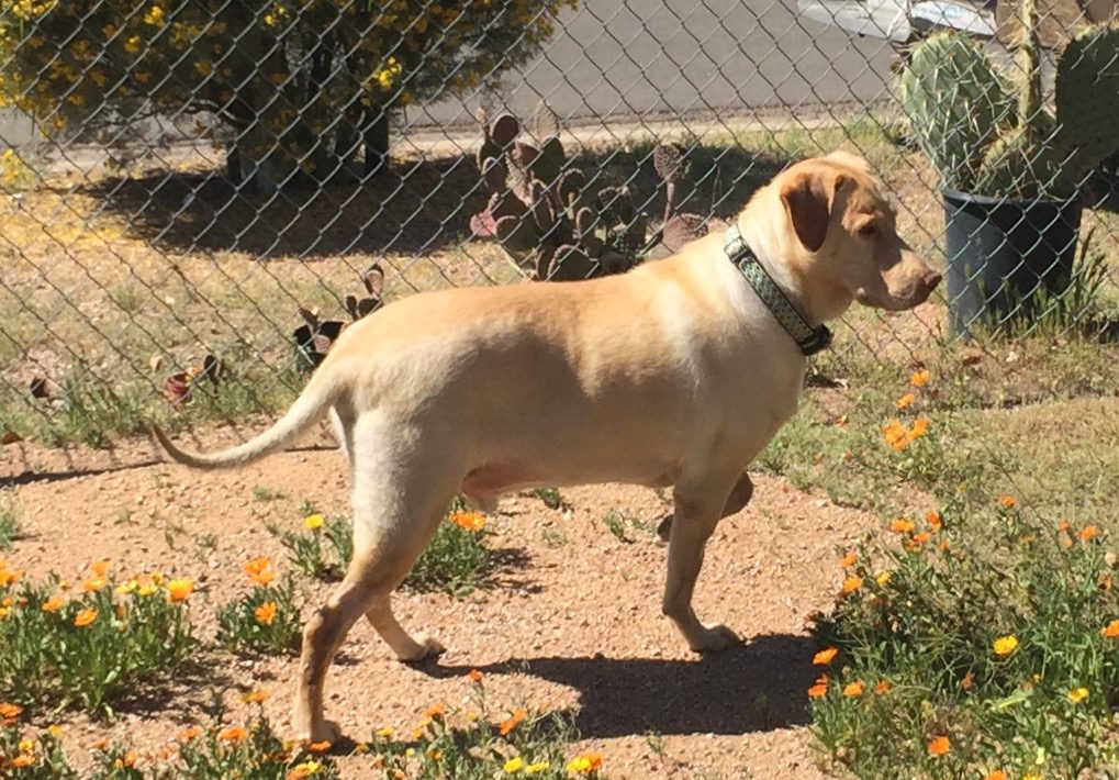 Sam Golden Retreiver Nasal Cancer PetCure Oncology Arizona Veterinary Oncology