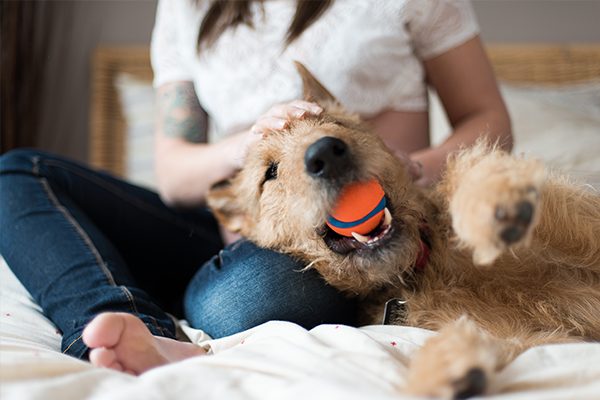 Pet cancer puppy bed. Dog playing on the floor with an orange ball