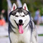 Siberian Husky dogs are prone to developing basal cell tumors