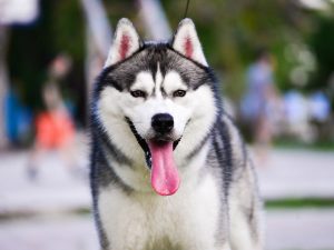 Siberian Husky dogs are prone to developing basal cell tumors
