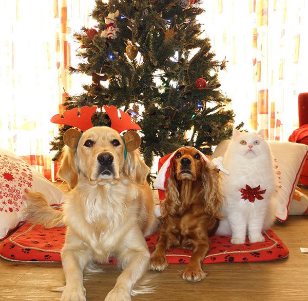 Happy Holidays from PetCure Oncology