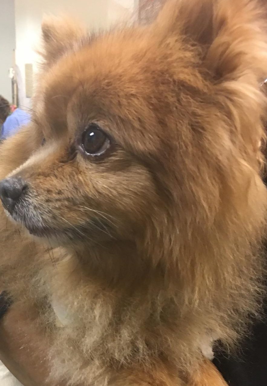 Peanut the Pomeranian Dog Cancer Patient